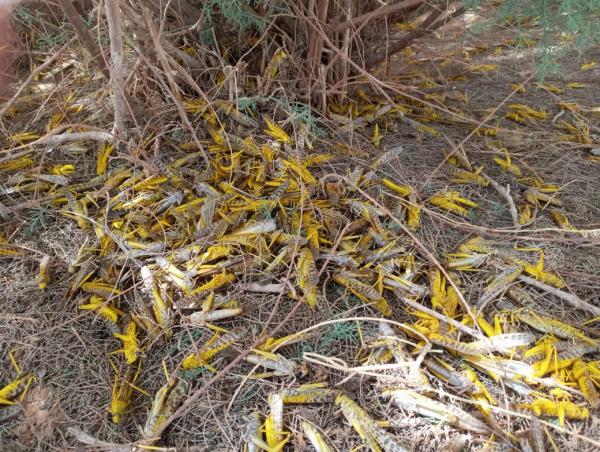 وزارة الزراعة: الجراد يتلاشى وتجاوزنا مرحلة الخطر