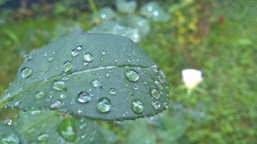 وزارة الزراعة: الأمطار التي هطلت على معظم المناطق "ضرورية لإنقاذ الموسم الزراعي"