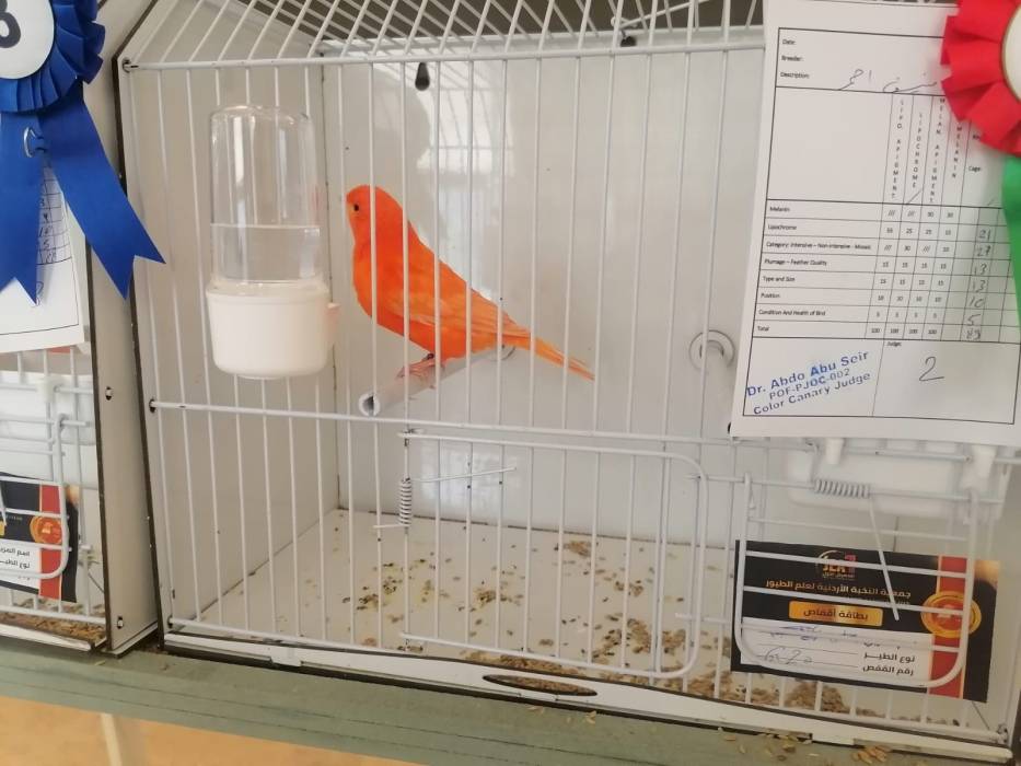 إقامة المعرض الأوّل لطيور الزينة في الأردن اليوم الخميس