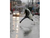 سلسلة منخفضات طويلة وأمطار غزيرة قادمة للأردن