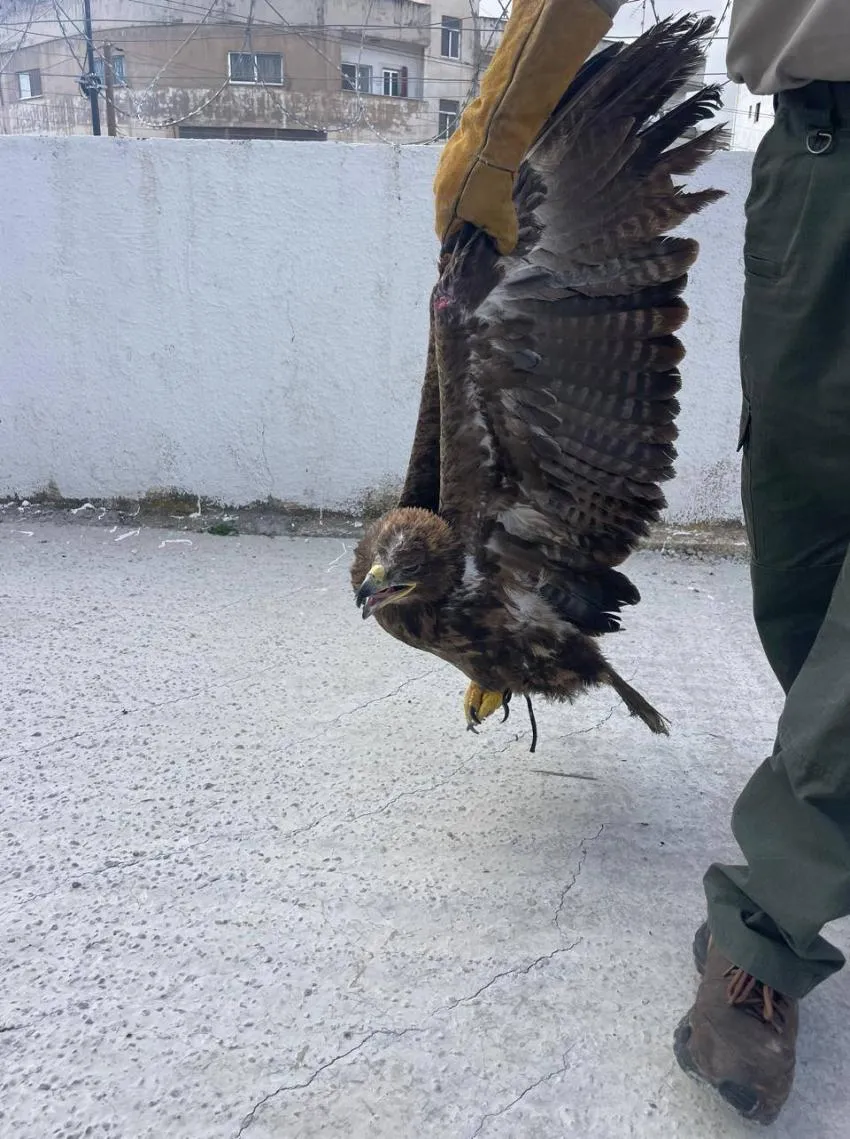 الأردن: ضبط شخص يتاجر بطيور برية مهددة بالانقراض