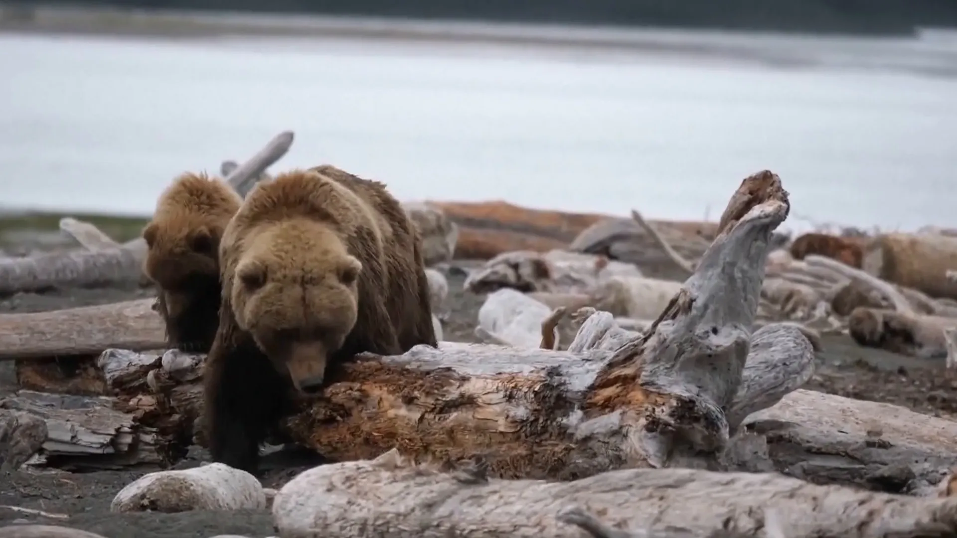 الذكاء الاصطناعي يرصد الحياة البرية في الاسكا