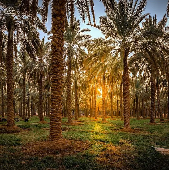 الاستقرار الاقتصادي والسياسي وجهان لنجاح التأسيس السعودي